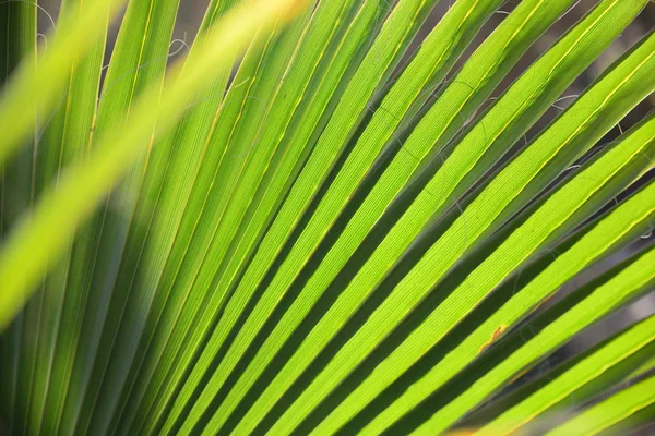 Palmiye Yaprakları Bitki Örtüsü Çevre — Stok fotoğraf