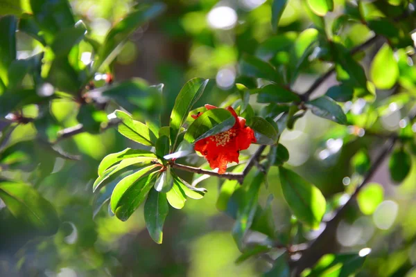 Granatapfelbaum Blüht Auf — Stockfoto