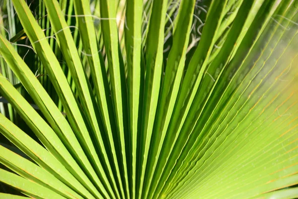Palmblad Flora Naturen Miljö — Stockfoto