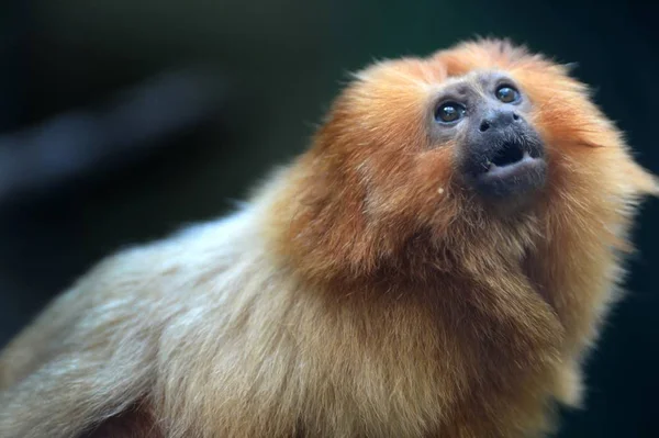 Eine Nahaufnahme Eines Goldenen Tamarins — Stockfoto