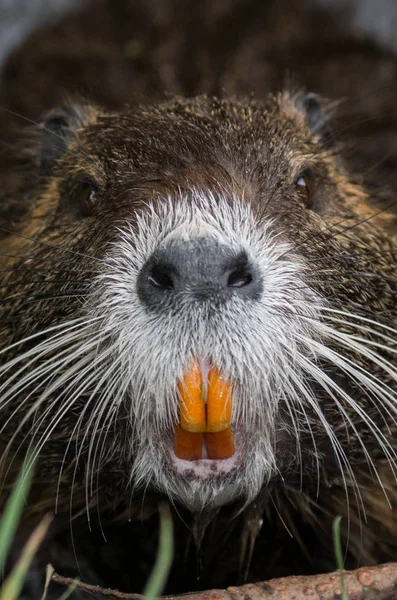 Nutria Animal Naturaleza Miocastor Coypus —  Fotos de Stock