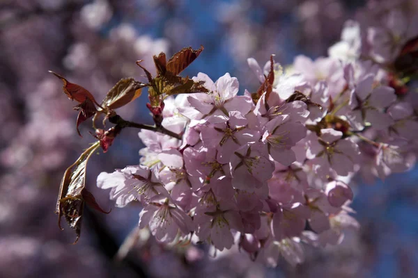 Třešňové Květy Květy Stromě — Stock fotografie
