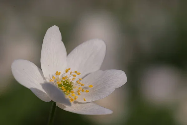 Vackra Blommande Anemon Blommor — Stockfoto