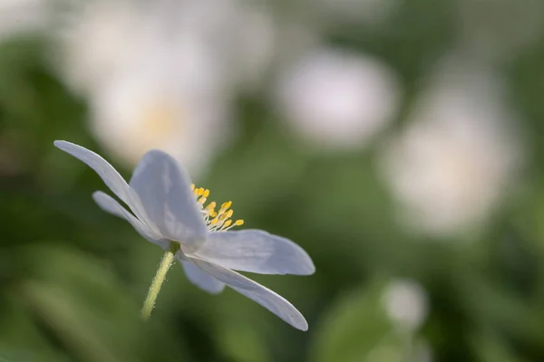 Zbliżenie Biały Kwiat Ogrodzie — Zdjęcie stockowe