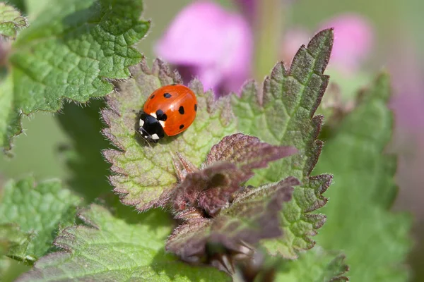 Visão Close Pequeno Inseto Ladybird — Fotografia de Stock