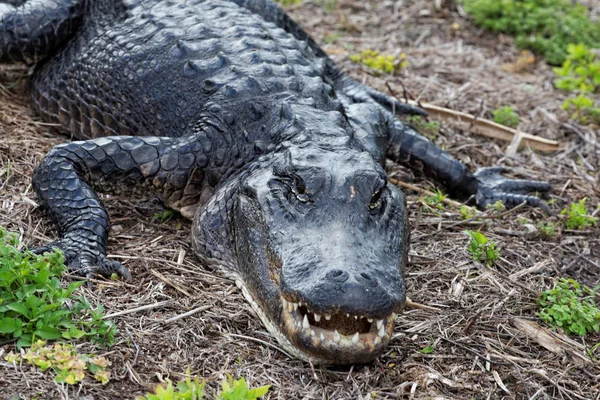 Alligatore Nelle Everglades — Foto Stock