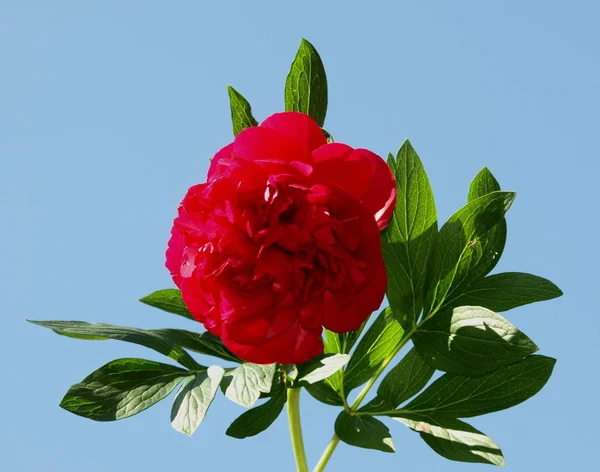 Pion Blommor Kronblad Flora — Stockfoto