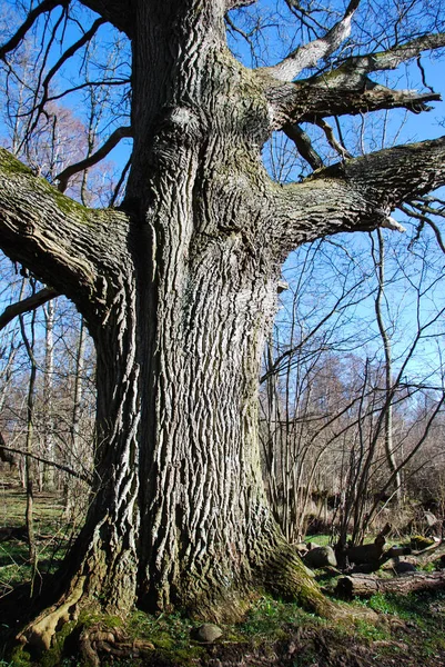 Tronco Roble Grande Viejo Bosque Sueco — Foto de Stock