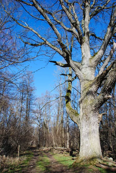 Landsbygdsspår Vid Gammal Från Svensk Skog — Stockfoto