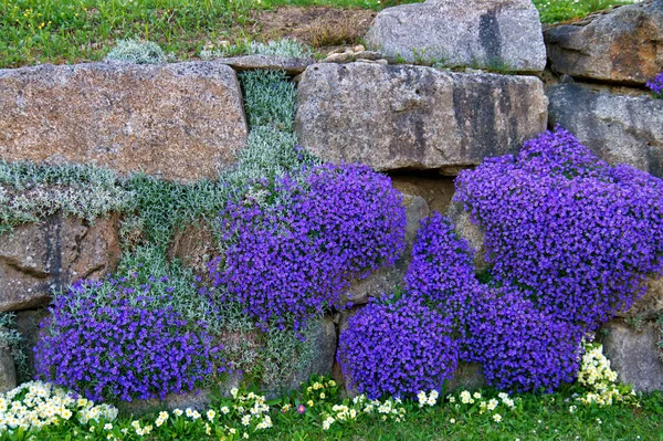 Alles Bloeit Het Voorjaar — Stockfoto