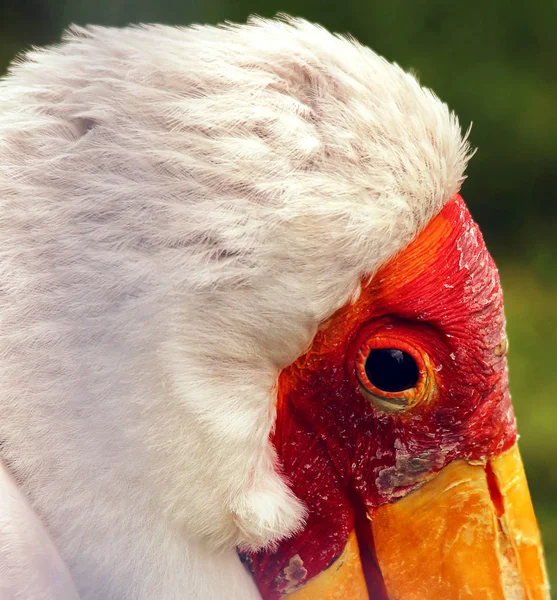 Vista Panoramica Sul Bellissimo Uccello Ibis — Foto Stock