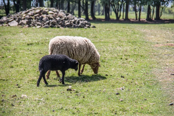Biała Czarna Owca Pastwisku — Zdjęcie stockowe