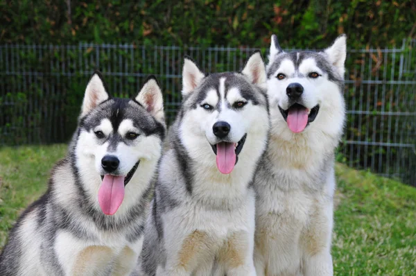 Three Huskies Litter 2012 Left Bitch Her Two Brothers — стоковое фото