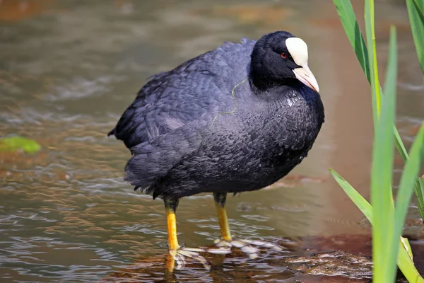 動物園での動物の閉鎖 — ストック写真