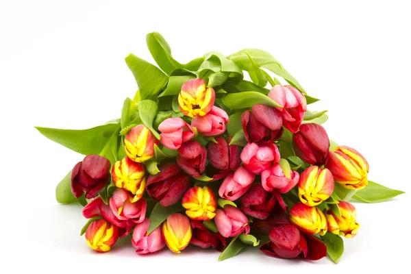 Bunte Tulpen Auf Weißem Hintergrund — Stockfoto