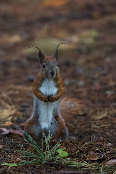 Rotes Eichhörnchen Wald Freier Wildbahn — Stockfoto