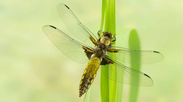 Detailní Makro Pohled Hmyz Vážky — Stock fotografie