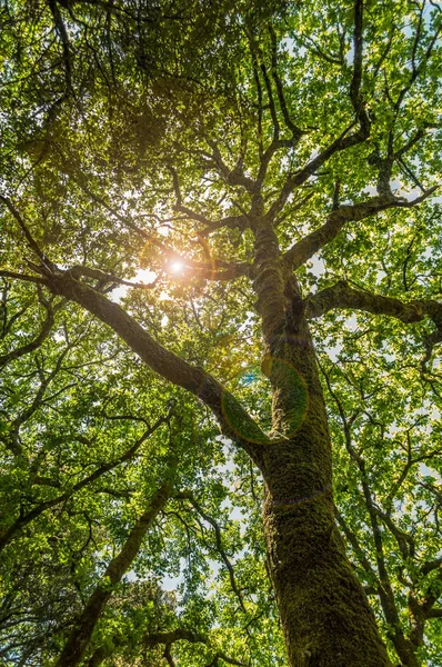 Piękne Drzewo Lesie Wiosną Rozbłyskiem Soczewki — Zdjęcie stockowe