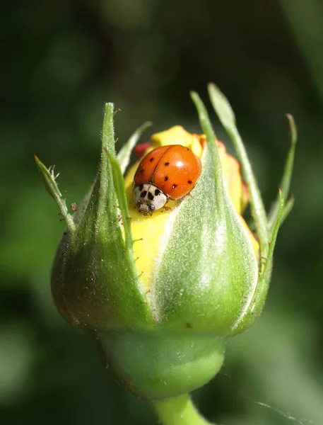 Closeup Bug Wild Nature — Stock Photo, Image