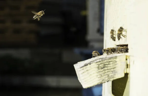 Las Abejas Entran Colmena Colmena Blanca —  Fotos de Stock