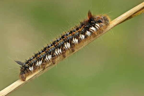 Raupeninsekt Kleiner Wurm — Stockfoto