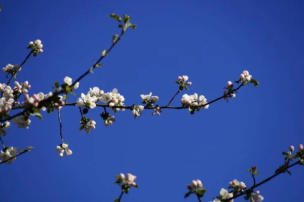 青い空に対するりんごの花 — ストック写真