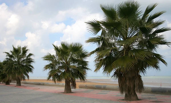 Promenade Auf Dem Guadalquivir Sanlucar Barrameda — Stockfoto
