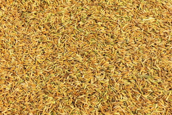 Designed Rice Raw Rice Grains Dry Harvest — Stock Photo, Image