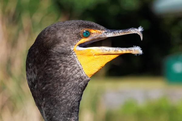 Vista Panorámica Hermoso Pájaro Cormorán Naturaleza —  Fotos de Stock