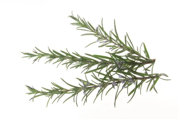 Exempted Blossoming Branch Rosemary Rosmarinus Officinalis Exempted White Background — Stock Photo, Image