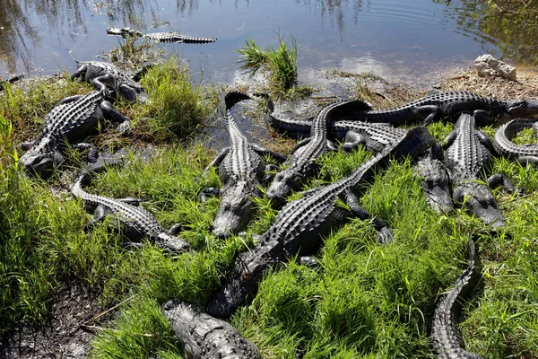 Jacarés Nos Everglades — Fotografia de Stock