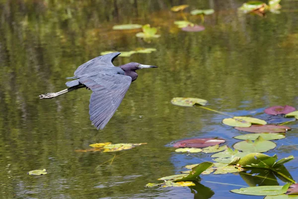 Schilderachtig Uitzicht Reiger Vogel Natuur — Stockfoto