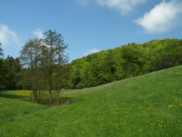 Tavasz Bajor Erdőben — Stock Fotó