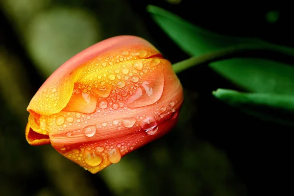 Tulips Flower Springtime Flora — Stock Photo, Image