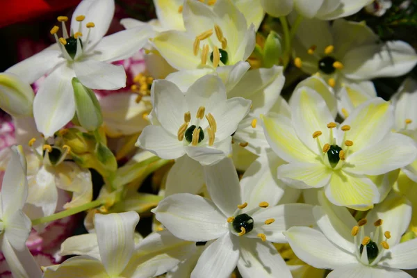 Bukiet Kwiatami Dzień Matki — Zdjęcie stockowe