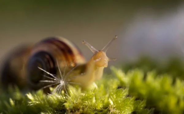 Lesbicas Animais Caracol Lodo — Fotografia de Stock