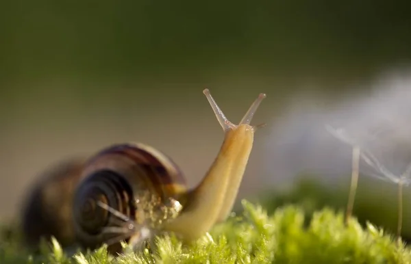 Slug Snail Animal Slime — Stock Photo, Image