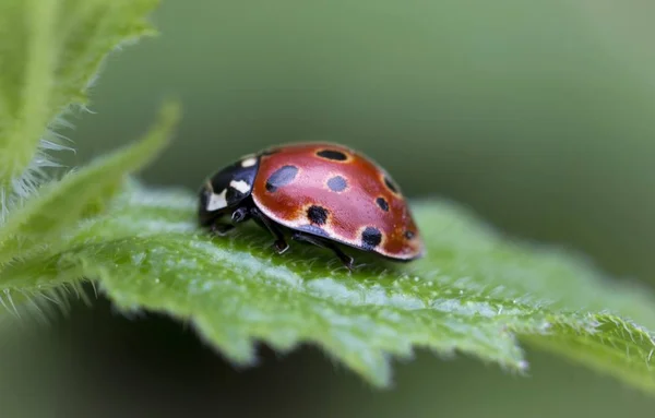 Close Van Een Insect Wilde Natuur — Stockfoto