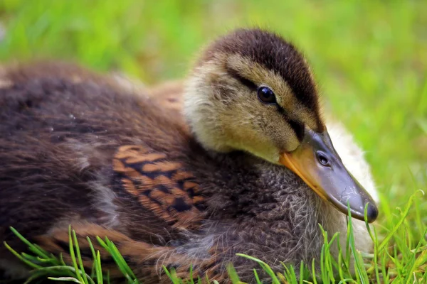 Vue Rapprochée Mignons Petits Canetons — Photo