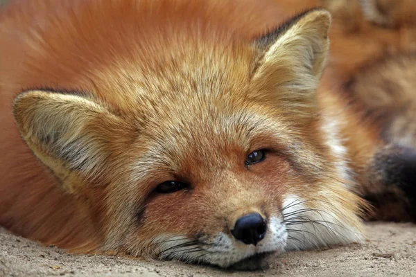 Red fox animal, nature fauna