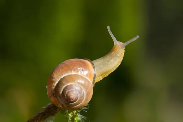 Snigelskal Evertebrat Helix — Stockfoto