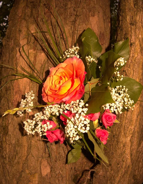 Roses Tree — Stock Photo, Image