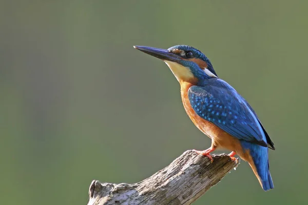 Nahaufnahme Von Eisvogel Freier Wildbahn — Stockfoto