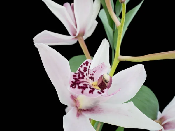 Close Uma Falaenopsis Floração Orquídea Traça Contra Fundo Preto — Fotografia de Stock