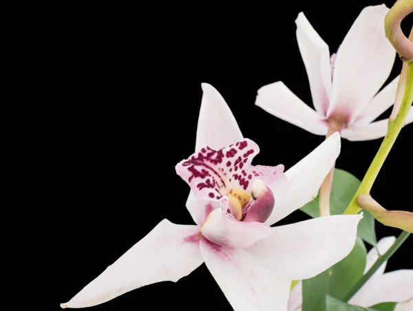 Primer Plano Una Phalaenopsis Floreciente Orquídea Polilla Sobre Fondo Negro — Foto de Stock