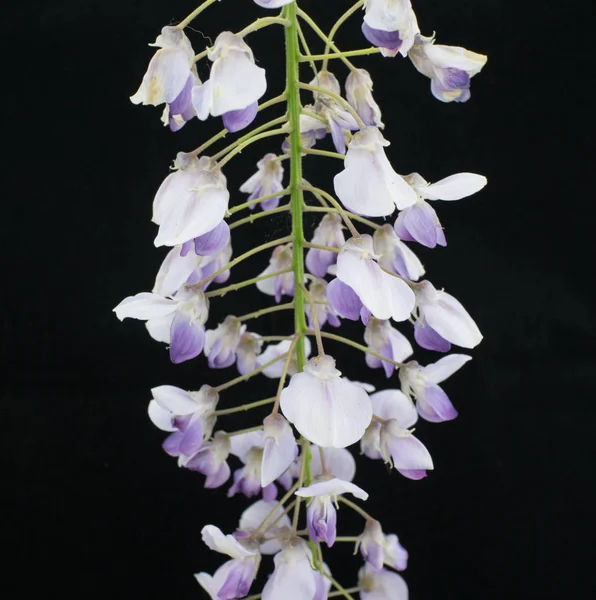 Close Blue Wisteria Branch Black Background — Stock Photo, Image