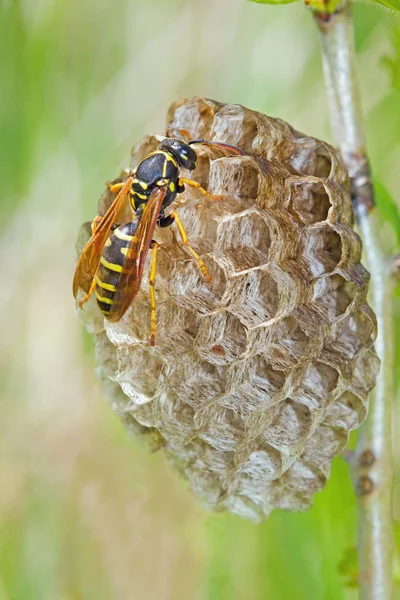 Polistes Dominula Builds Wasp Nest — Stock Photo, Image