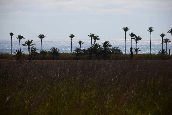 Оазис Пустыня Пальмы Мираж — стоковое фото