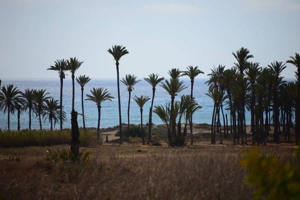 Oásis Deserto Palma Fata Morgana — Fotografia de Stock