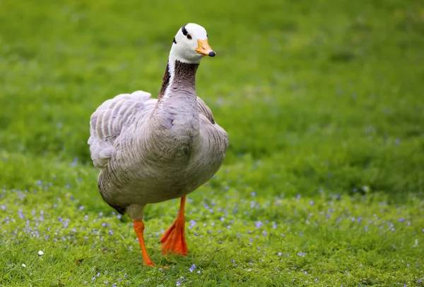 Bar Headed Goose March — Stock Photo, Image